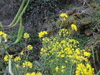 cantara piccole gole19022012 068